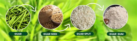 Guar Gum Processing for Enhanced Food Texture and Industrial Applications!